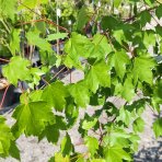 Javor červený (Acer rubrum) ´SOMERSET´® - výška 350-380 cm, obvod kmeňa 6/8 cm, kont. C18L